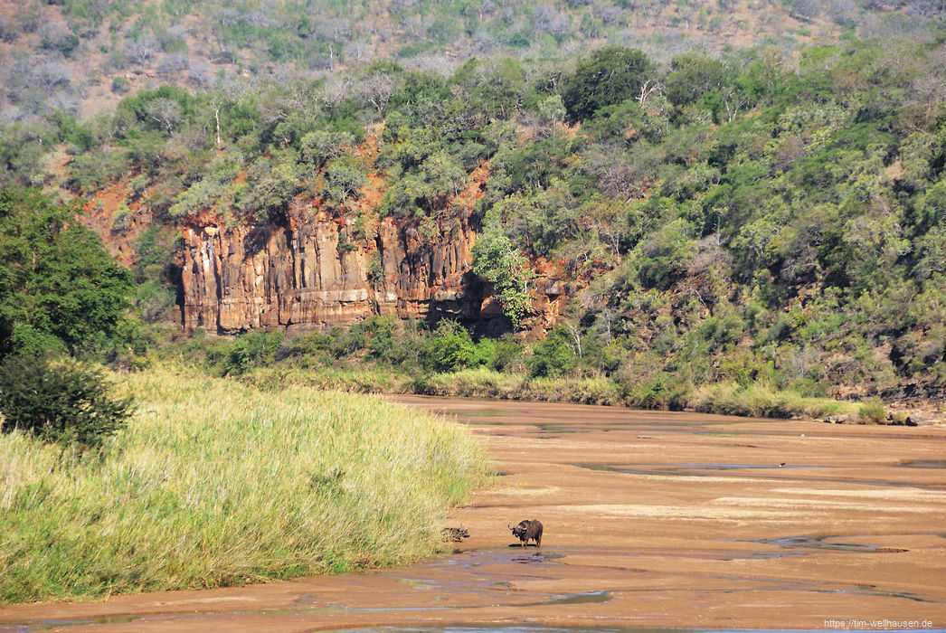 Ein Höhepunkt unserer Südafrika-Reise war die dreitägige Wandersafari durch die Wildnis des Imfolozi-Parks. Unsere ersten Büffel machten es sich gerade am Flusslauf des White Imfolozi bequem.