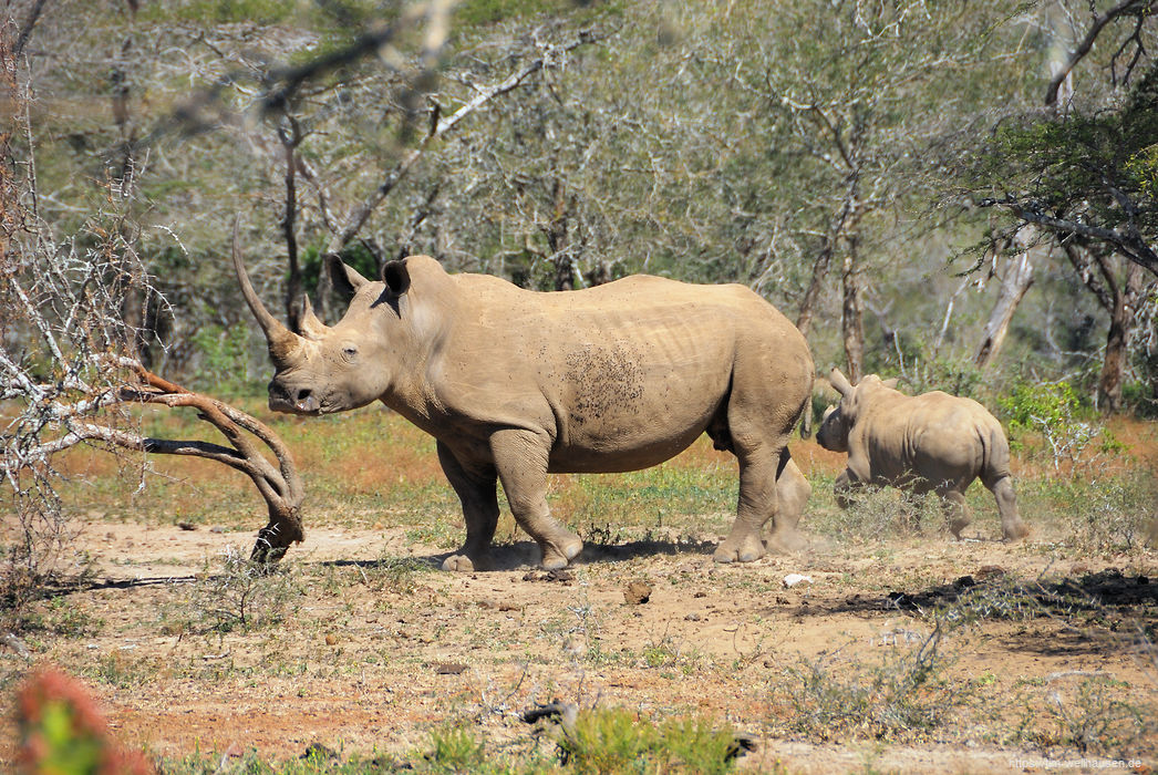 Nachdem wir diese Nashorn-Mutter mit Kind hier überrascht hatten, überraschten die beiden uns später, als sie plötzlich neben uns aus dem Gebüsch herausbrachen.