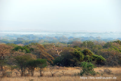 Morgendunst im Mkuze Game Reserve...