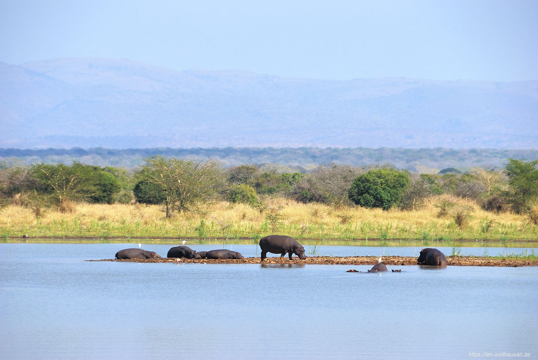 Nilpferde beim Dösen im Mkuze-Park