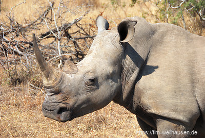 Der Mkaya Park in Swaziland ist klein, bietet dafür aber sehr gute Beobachtungsmöglichkeiten für Nashörner und Elefanten.