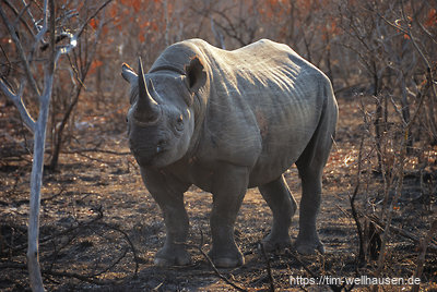 Nach vielen Breitmaulnashörnern konnten wir uns endlich auch einmal an ein Spitzmaulnashorn heranpirschen.