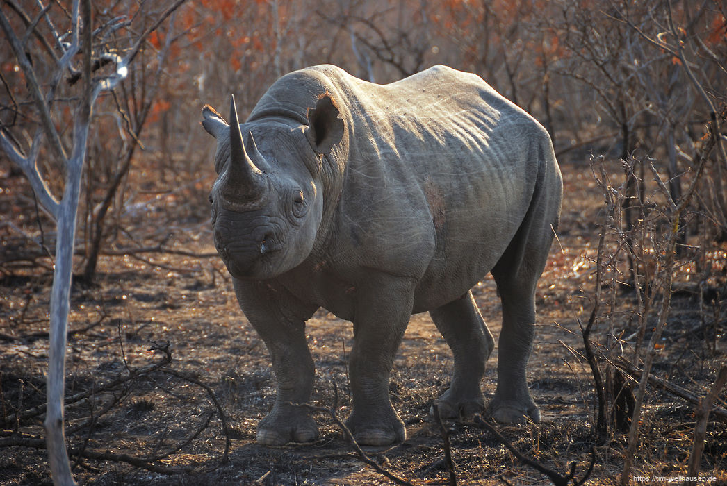 Nach vielen Breitmaulnashörnern konnten wir uns endlich auch einmal an ein Spitzmaulnashorn heranpirschen.