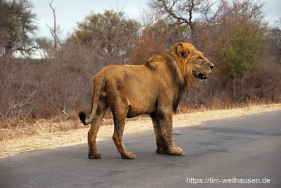 ... macht ein Löwenmännchen einen Spaziergang...