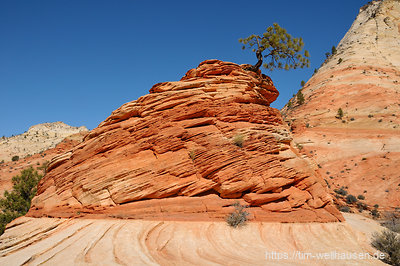 Unser Lieblingsbutte auf dem Plateau des Zion-Nationalparks...