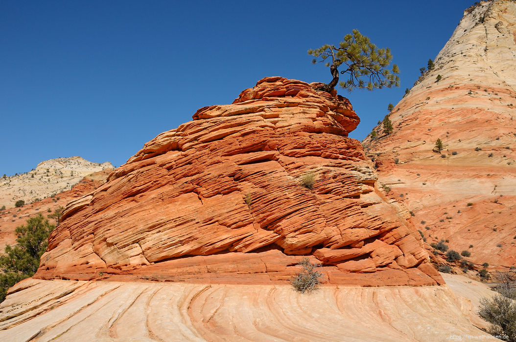 Unser Lieblingsbutte auf dem Plateau des Zion-Nationalparks...