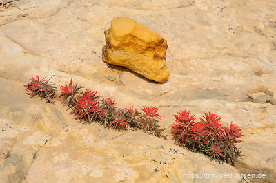 Ein wenig bewanderter Canyon bringt uns ins Herz des Grand Staircase Escalante National Monument - wo "Gold" auf dem Boden liegt...