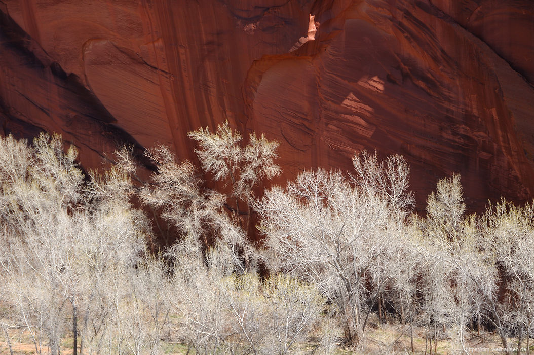 Im April sind die Cottonwood-Bäume im Canyon des Escalante-Rivers leider noch nicht grün - ihre grauen Stämme und Äste bieten aber schon einen imposanten Kontrast zur Canyonwand.