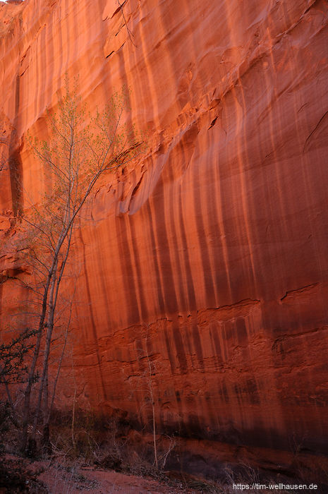 Überall in Neon Canyon rinnen schwarze Streifen die tiefroten Seitenwände hinunter.